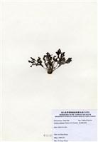 藏品(有柄褐扇藻)的圖片